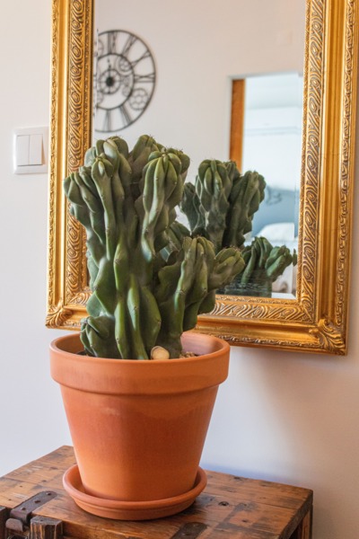 Cactus-plant.jpg