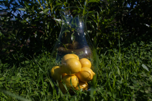 Lemons-from-our-own-tree.JPG