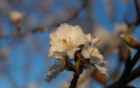 Almond-blossom.jpg