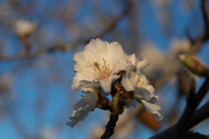 Almond-blossom.jpg