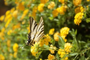Butterfly-on-Lantana.jpg