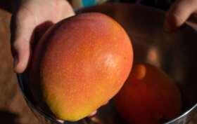 Mango-from-our-own-tree.jpg