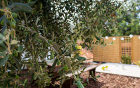 Olives-garden-Casa-Alfarrobeira.jpg