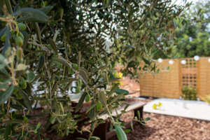 Olives-garden-Casa-Alfarrobeira.jpg